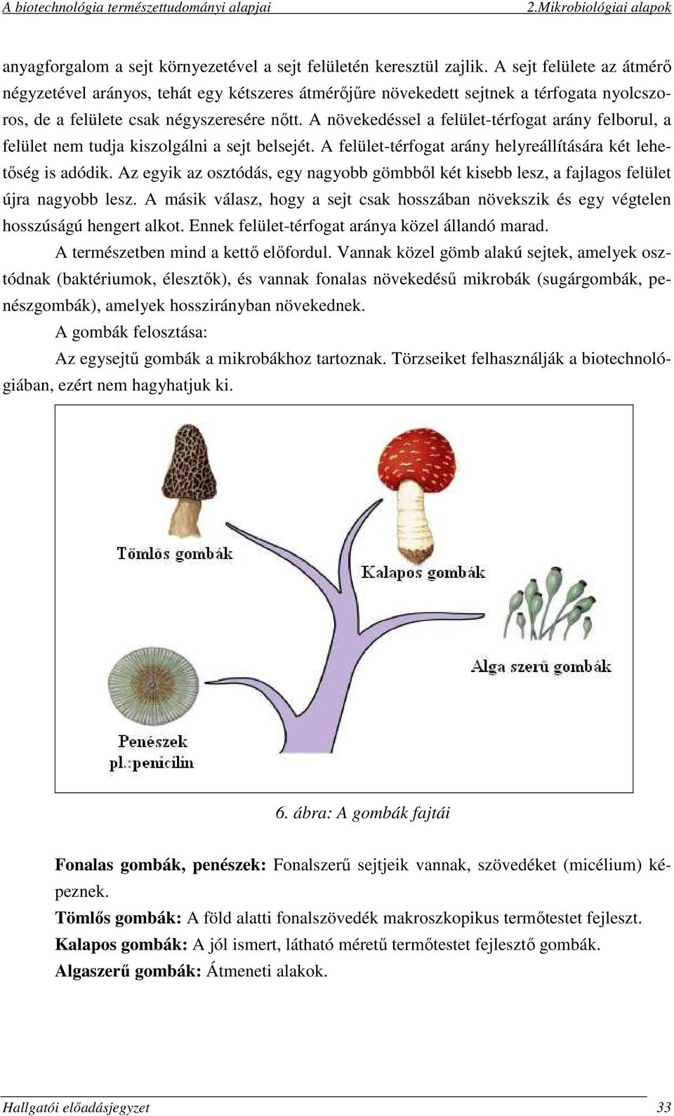 A növekedéssel a felület-térfogat arány felborul, a felület nem tudja kiszolgálni a sejt belsejét. A felület-térfogat arány helyreállítására két lehetőség is adódik.