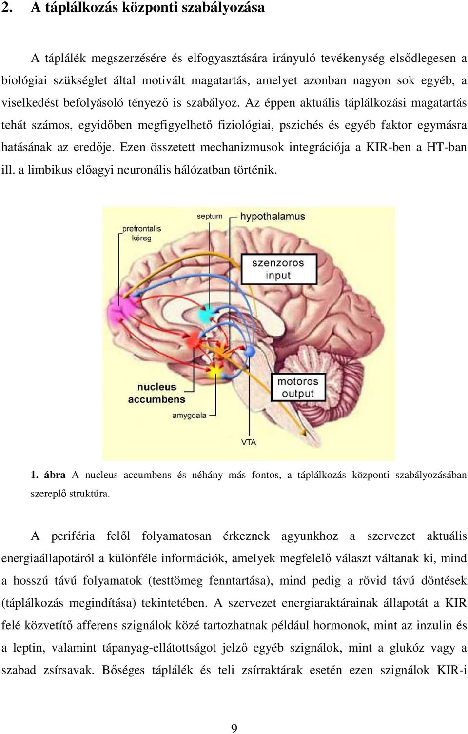 Az éppen aktuális táplálkozási magatartás tehát számos, egyidıben megfigyelhetı fiziológiai, pszichés és egyéb faktor egymásra hatásának az eredıje.