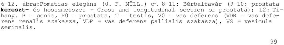 longitudinal section of prostata); 12: Tihany.