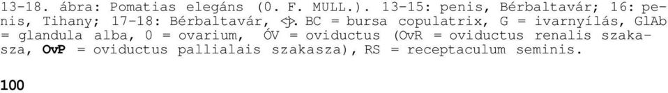 ВС = bursa copulatrix, G = ivarnyílás, GlAb = glandula alba, 0 = ovarium, ÓV