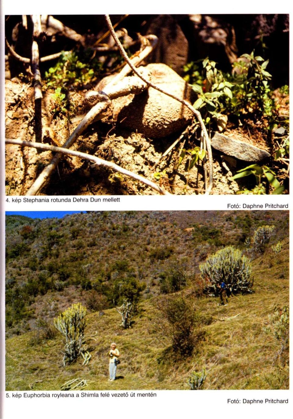 kép Euphorbia royleana a Shimla felé