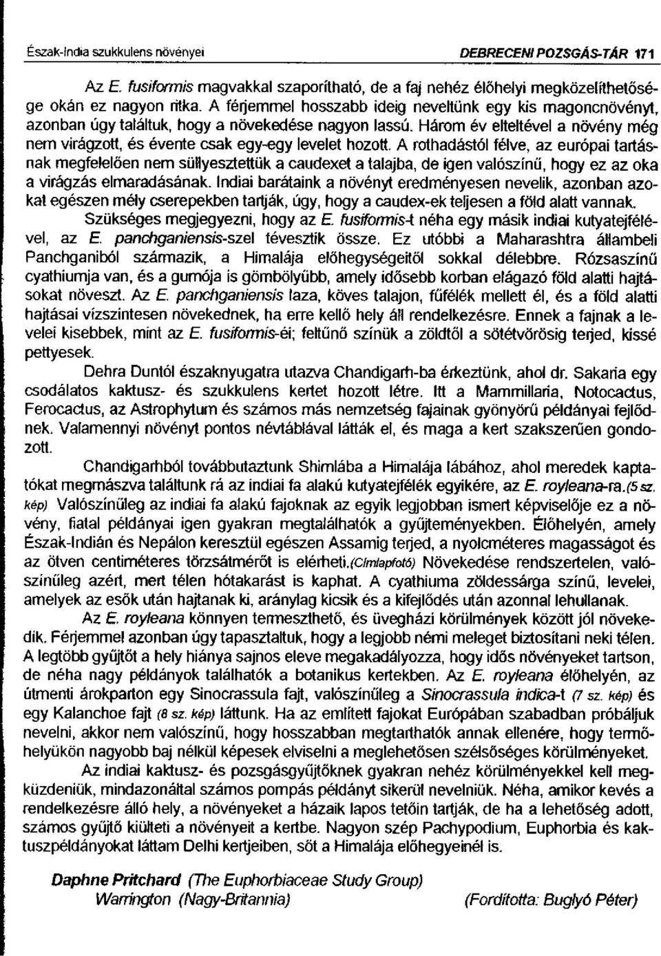 A rothadástól félve, az európai tartásnak megfelelően nem süllyesztettük a caudexet a talajba, de igen valószínij, hogy ez az oka a virágzás elmaradásának.