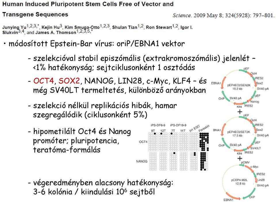 arányokban - szelekció nélkül replikációs hibák, hamar szegregálódik (ciklusonként 5%) - hipometilált Oct4 és Nanog