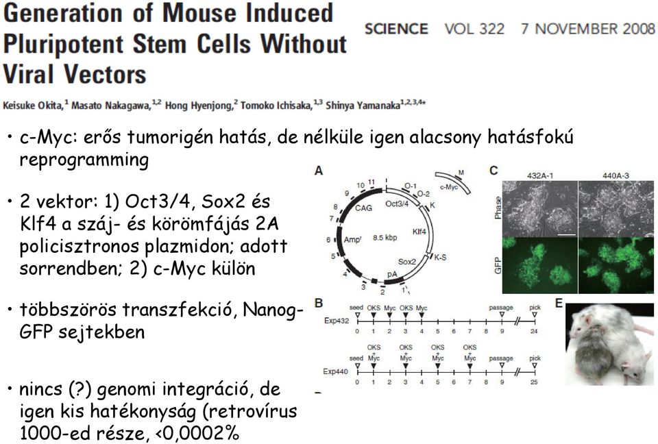 adott sorrendben; 2) c-myc külön többszörös transzfekció, Nanog- GFP sejtekben