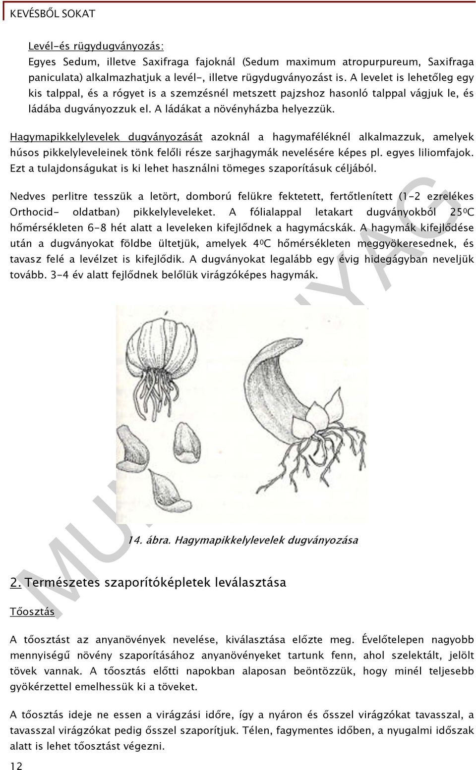 Hagymapikkelylevelek dugványozását azoknál a hagymaféléknél alkalmazzuk, amelyek húsos pikkelyleveleinek tönk felőli része sarjhagymák nevelésére képes pl. egyes liliomfajok.