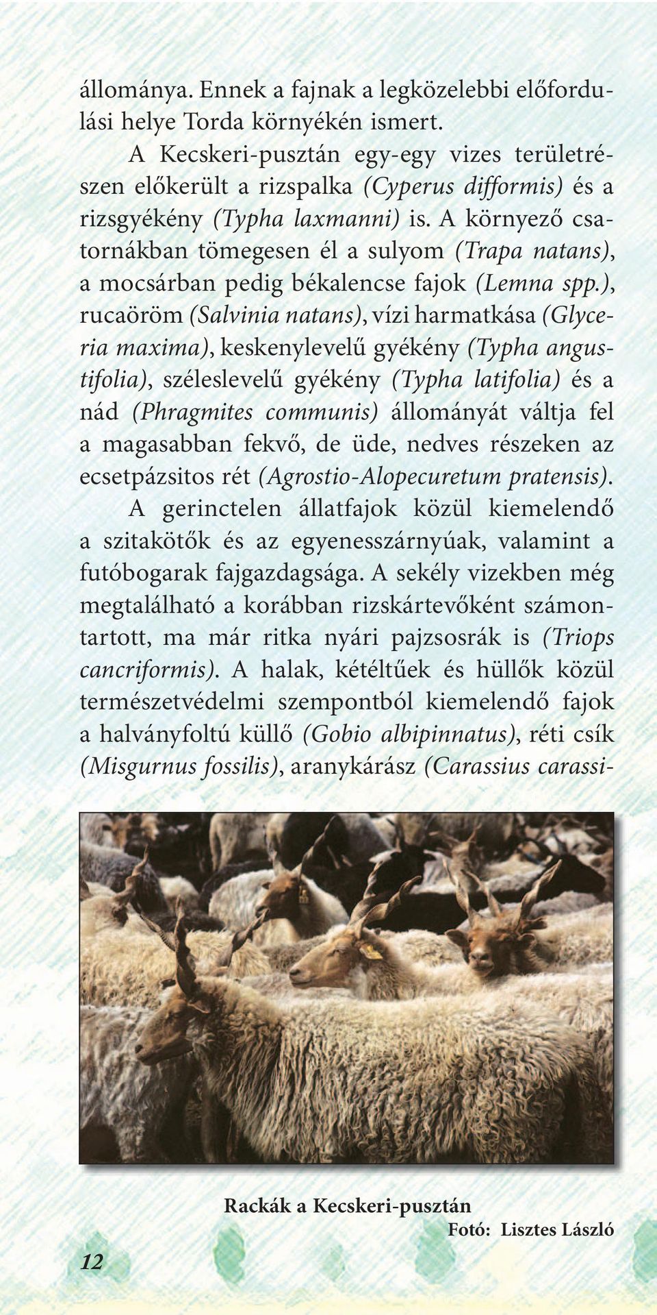 A környező csatornákban tömegesen él a sulyom (Trapa natans), a mocsárban pedig békalencse fajok (Lemna spp.