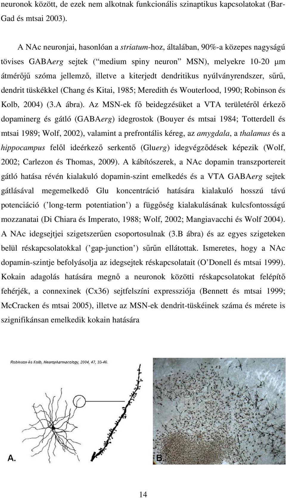 dendritikus nyúlványrendszer, sűrű, dendrit tüskékkel (Chang és Kitai, 1985; Meredith és Wouterlood, 1990; Robinson és Kolb, 2004) (3.A ábra).