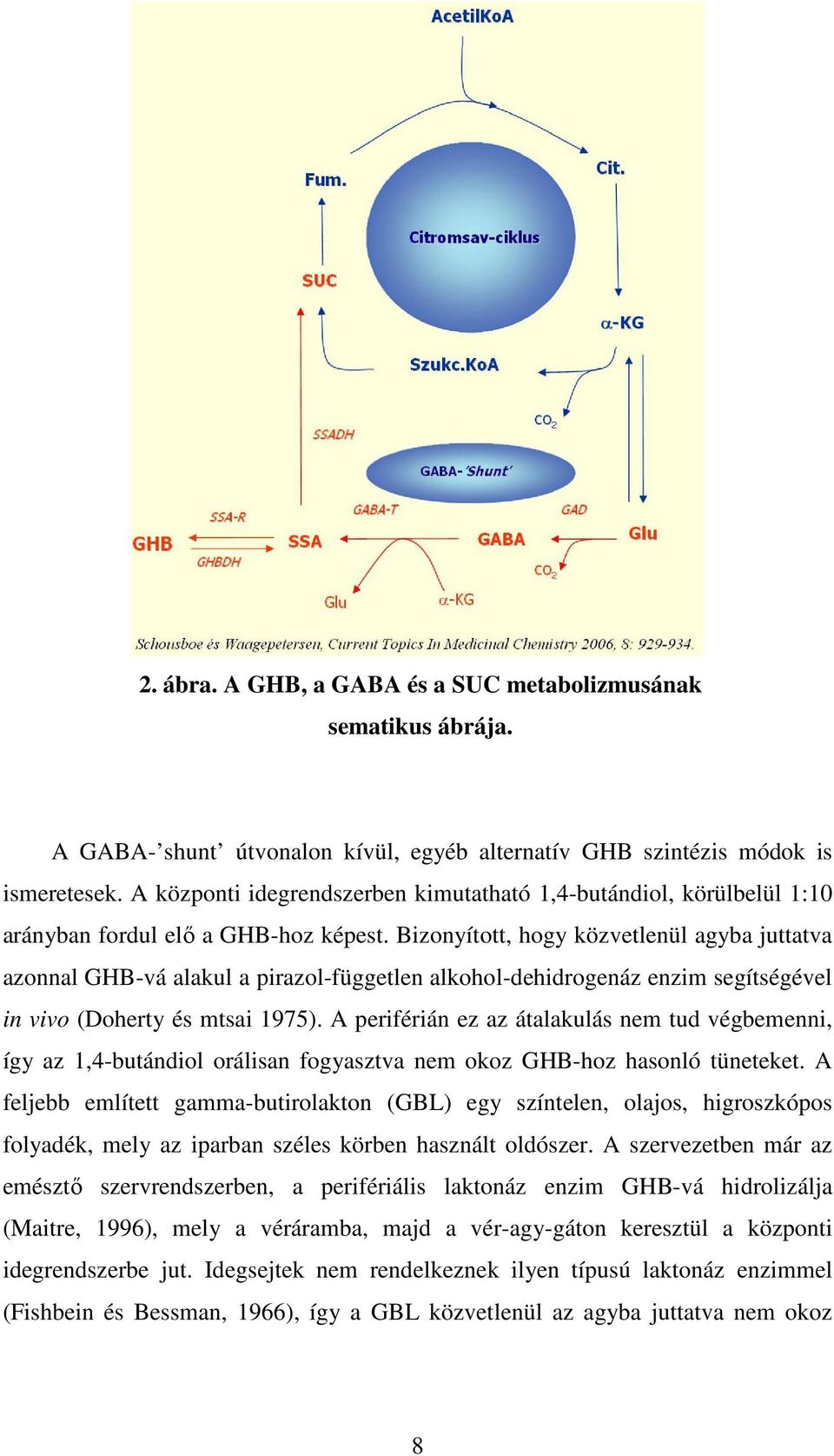 Bizonyított, hogy közvetlenül agyba juttatva azonnal GHB-vá alakul a pirazol-független alkohol-dehidrogenáz enzim segítségével in vivo (Doherty és mtsai 1975).