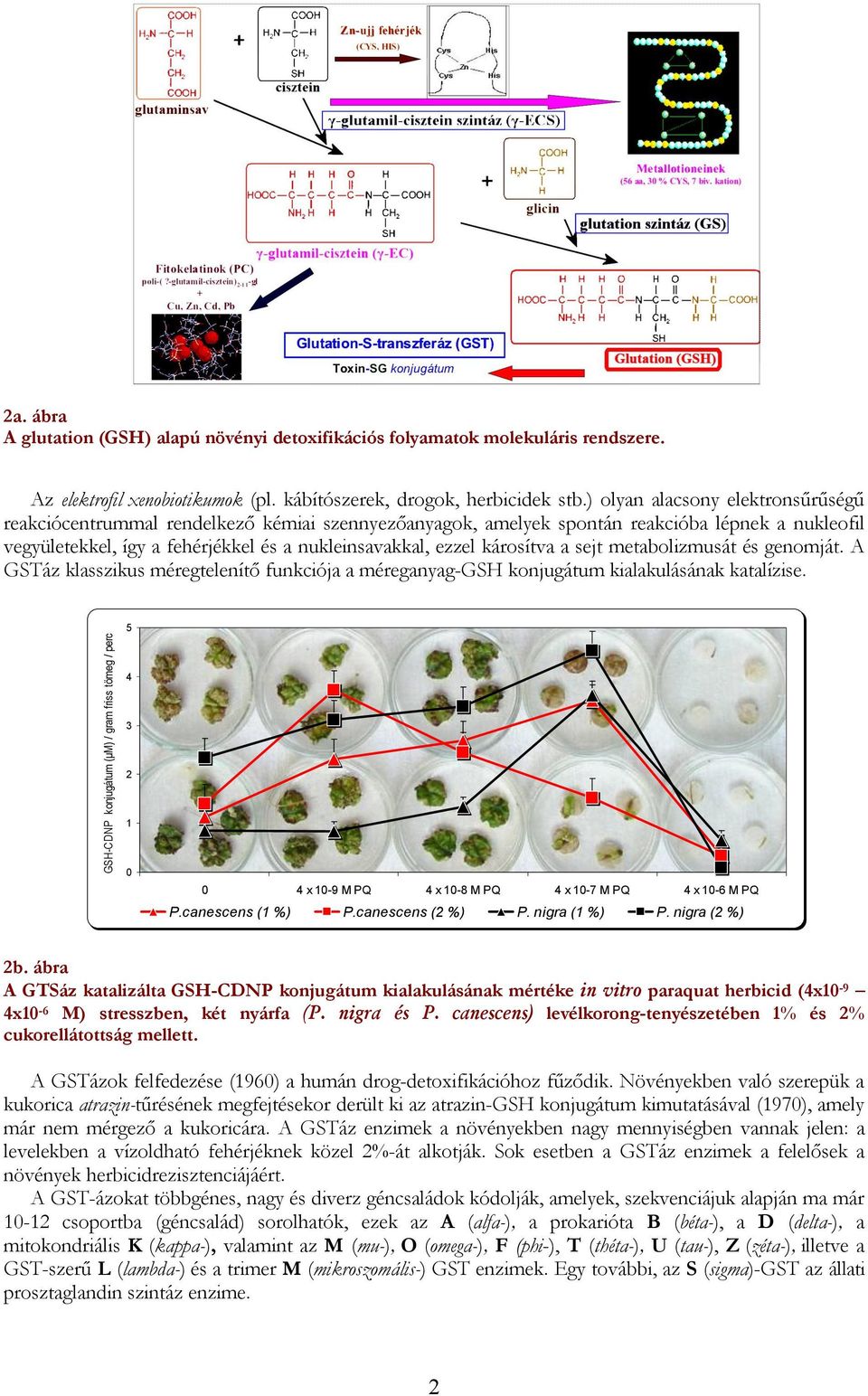 károsítva a sejt metabolizmusát és genomját. áz klasszikus méregtelenítő funkciója a méreganyag- konjugátum kialakulásának katalízise.