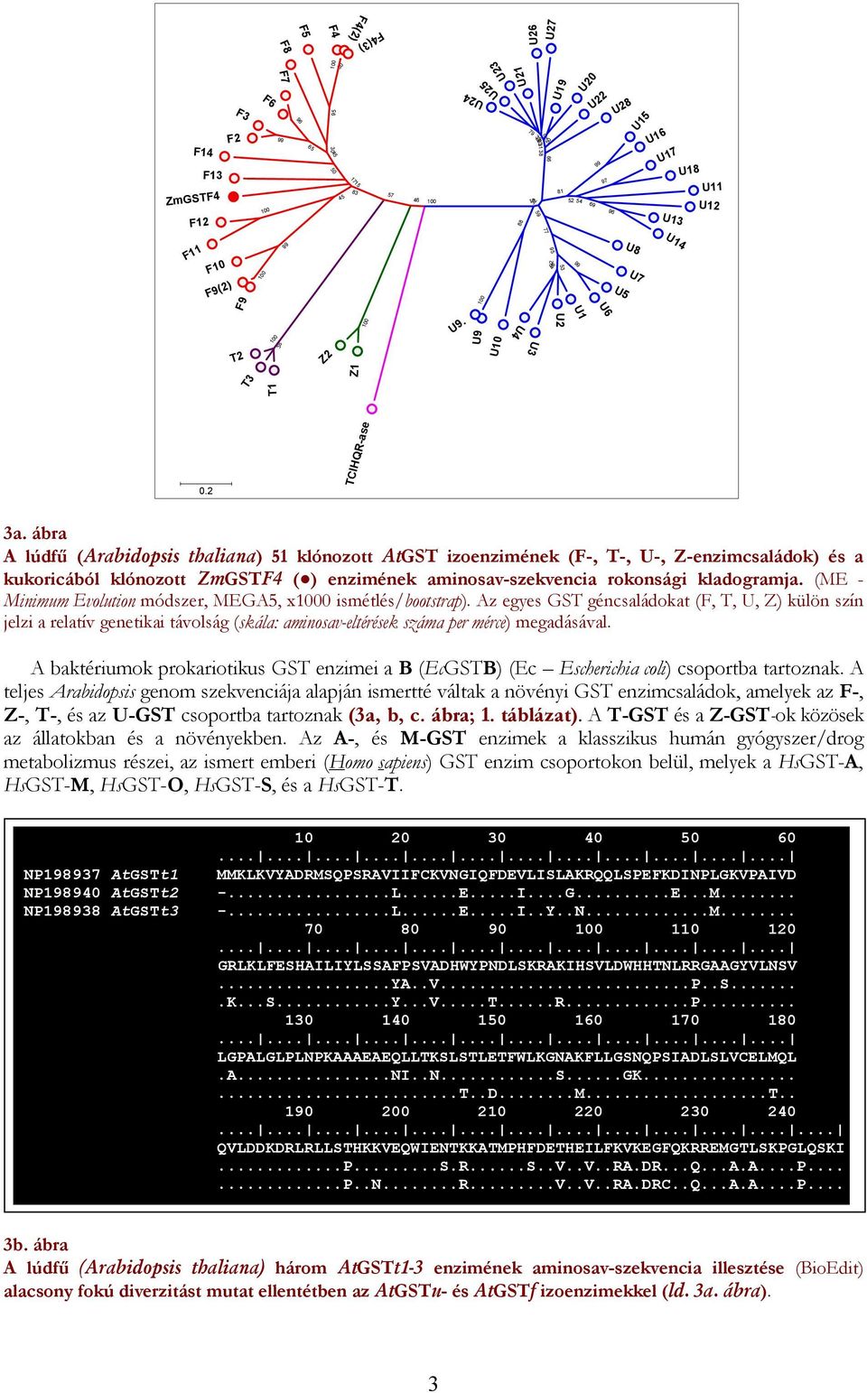 ábra lúdfű (rabidopsis thaliana) 51 klónozott t izoenzimének (-, -, U-, Z-enzimcsaládok) és a kukoricából klónozott Zm4 ( ) enzimének aminosav-szekvencia rokonsági kladogramja.