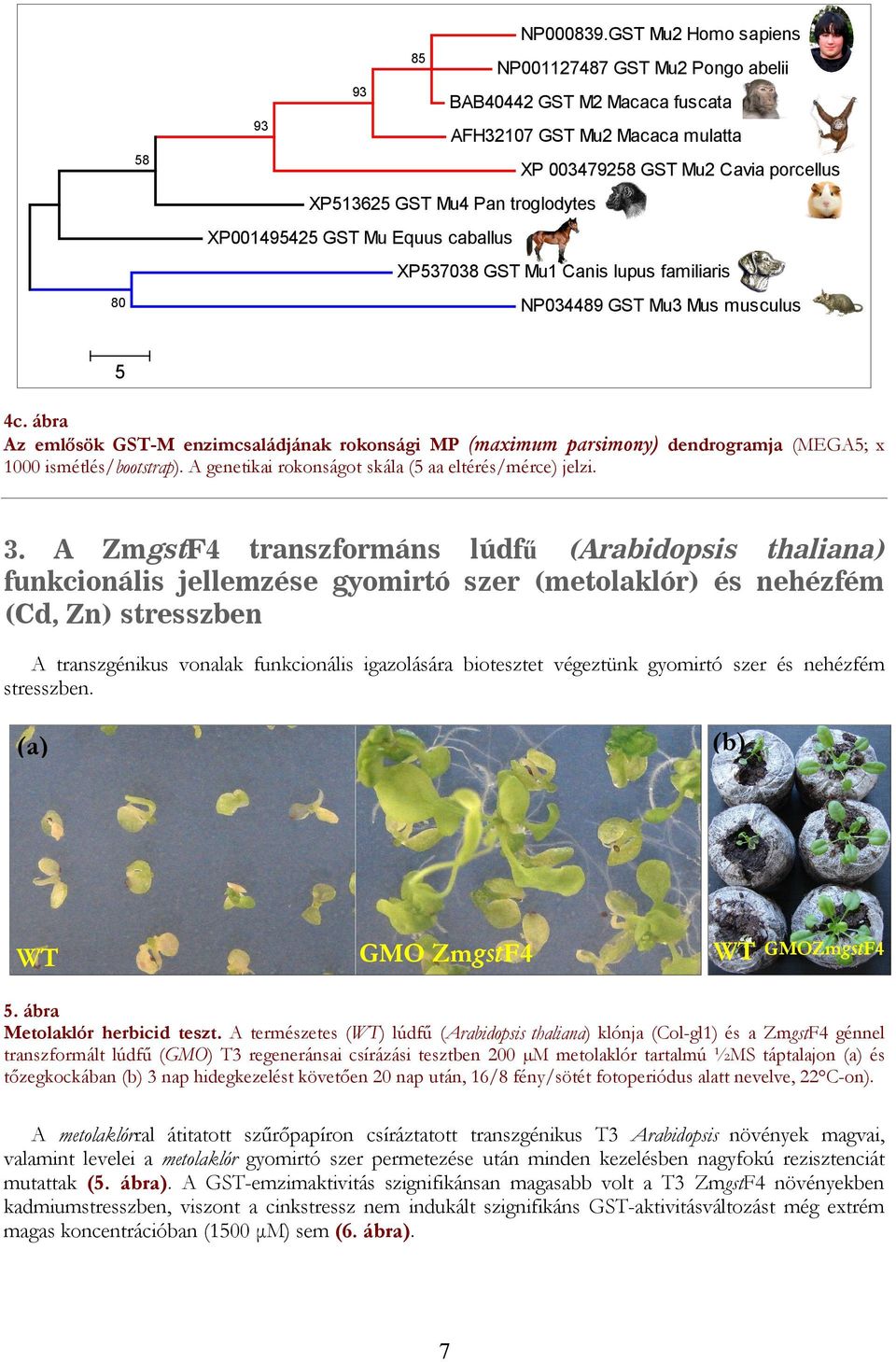 lupus familiaris 80 034489 u3 us musculus 5 4c. ábra z emlősök - enzimcsaládjának rokonsági (maximum parsimony) dendrogramja (5; x 0 ismétlés/bootstrap).