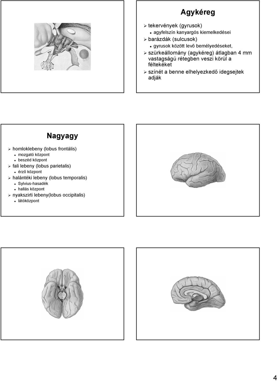 elhelyezkedő idegsejtek adják Nagyagy homloklebeny (lobus frontális) mozgató központ beszéd d központk fali lebeny (lobus