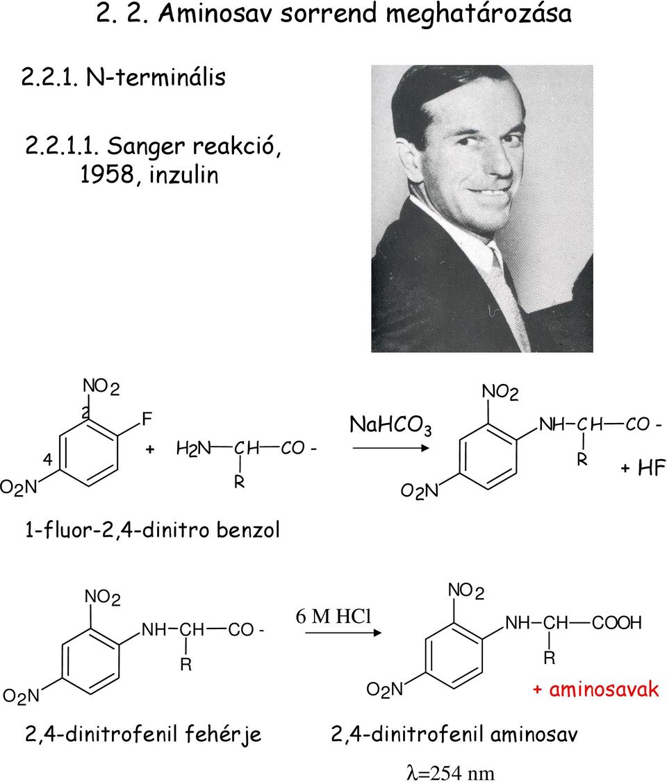 1. Sanger reakció, 1958, inzulin NO2 NO2 O2N 4 2 F + H2N CH CO - R NaHCO 3