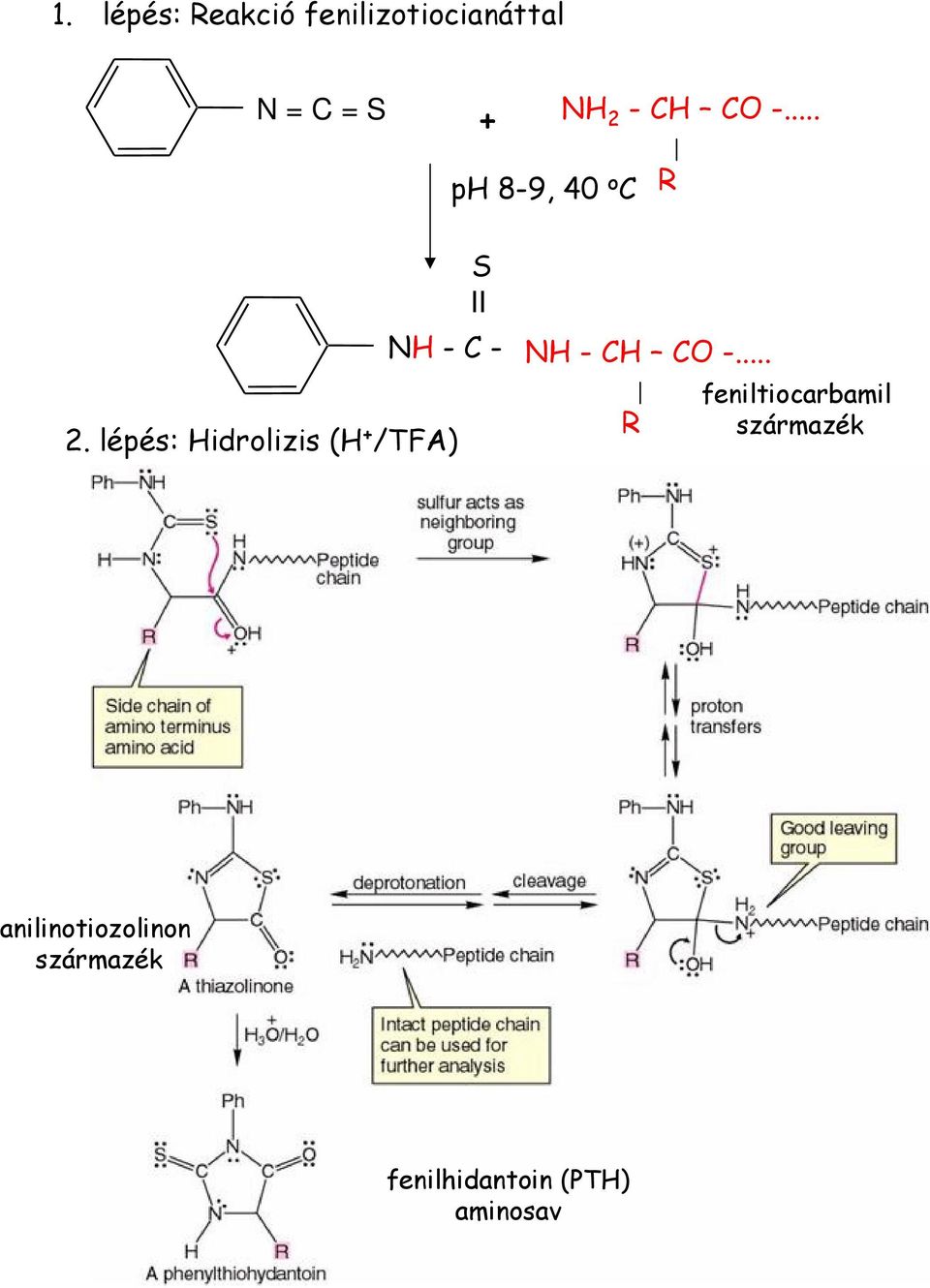 lépés: Hidrolizis (H + /TFA) NH - CH CO -.