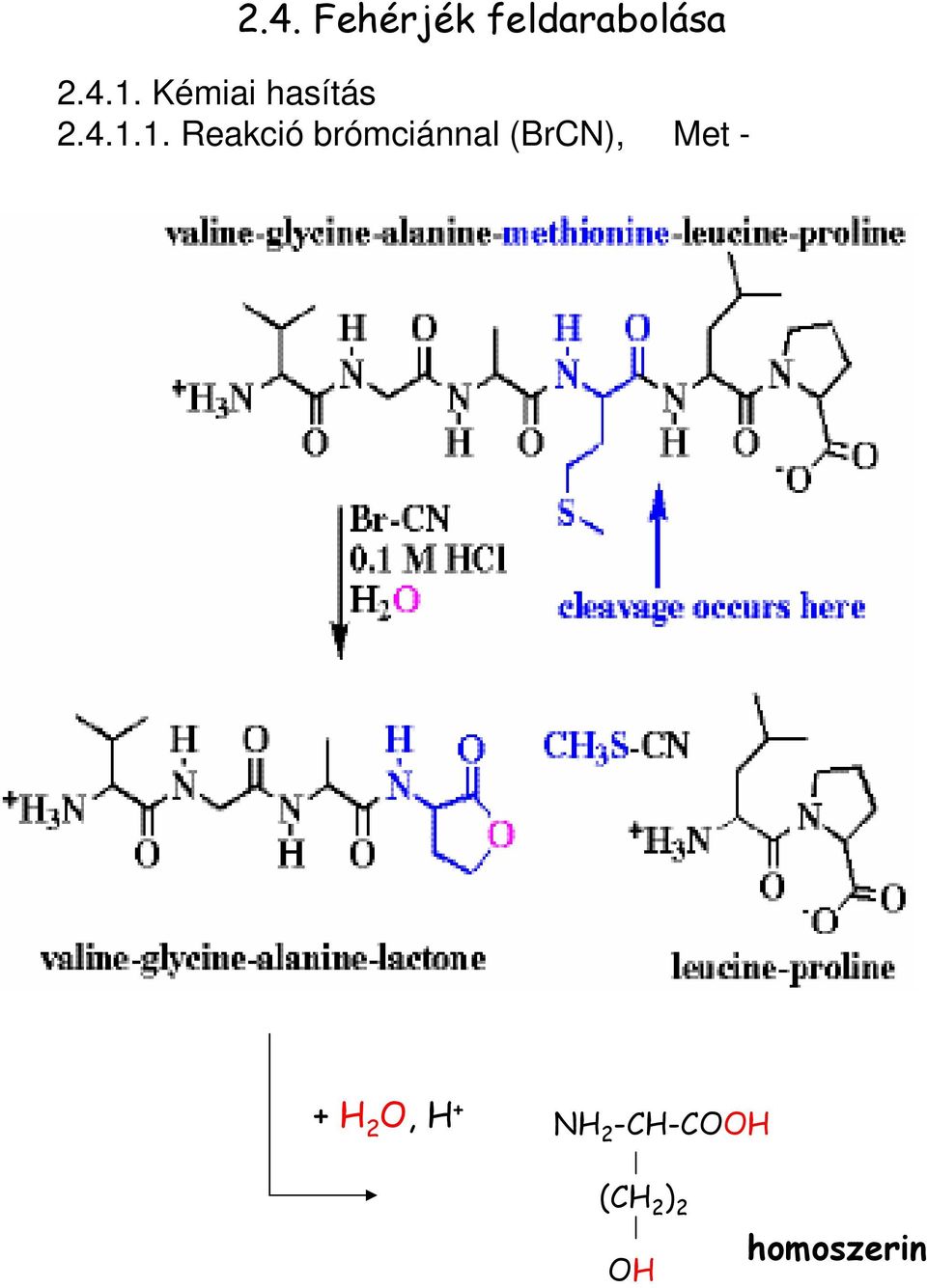 1. Reakció brómciánnal (BrCN), Met