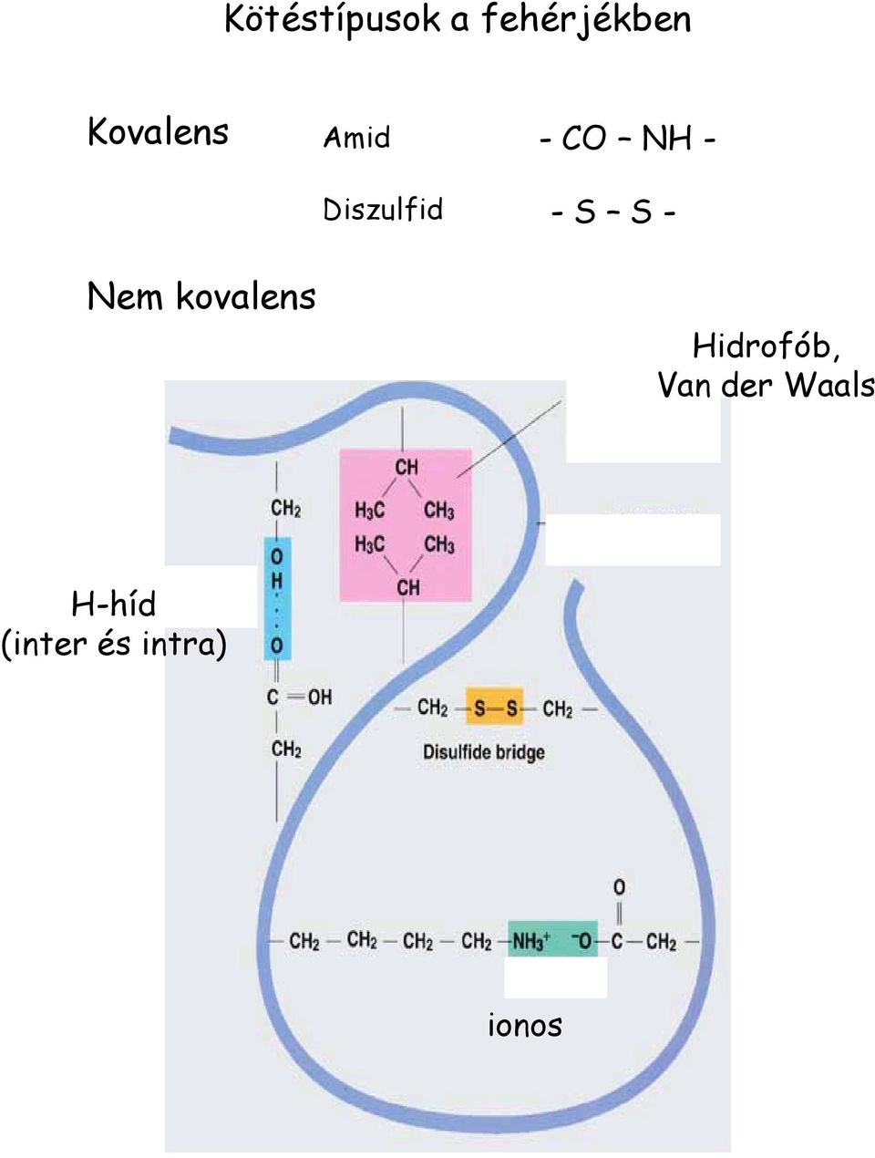 Diszulfid - CO NH - - S S -