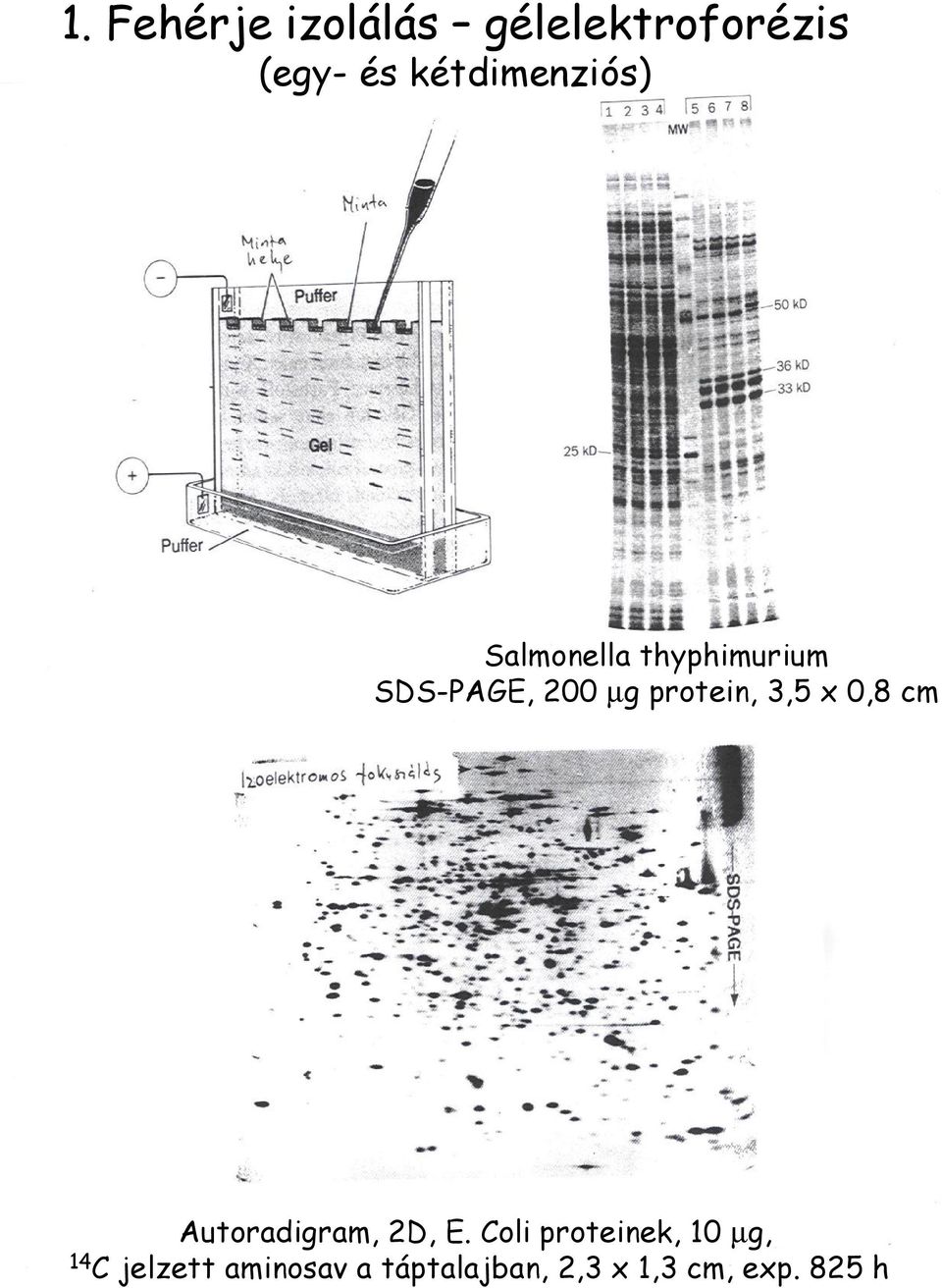 protein, 3,5 x 0,8 cm Autoradigram, 2D, E.