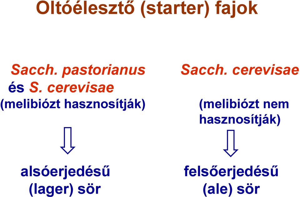 cerevisae (melibiózt hasznosítják) Sacch.