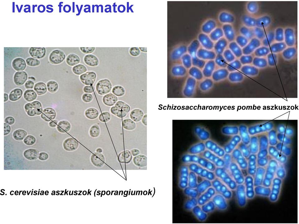 pombe aszkuszok S.