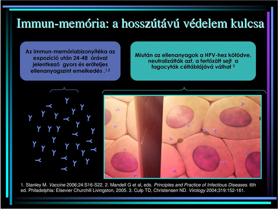 1,2 Miután az ellenanyagok a HPV-hez kötıdve, neutralizálták azt, a fertızött sejt a fagocyták céltáblájává válhat 3 1.