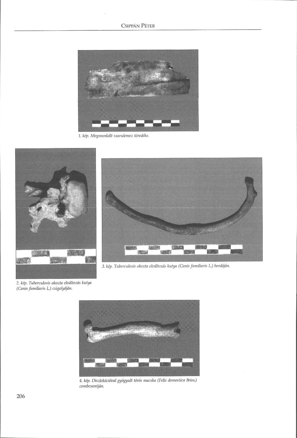 Tuberculosis okozta elváltozás kutya (Canis familiáris L.) bordáján. 2.