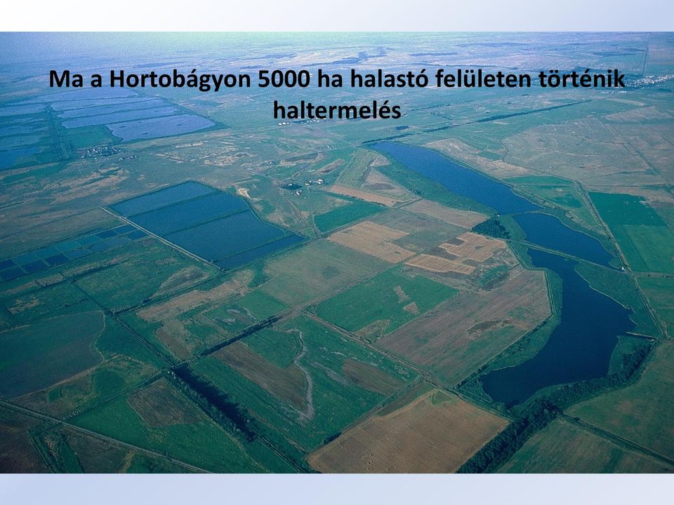 5000 ha halastó