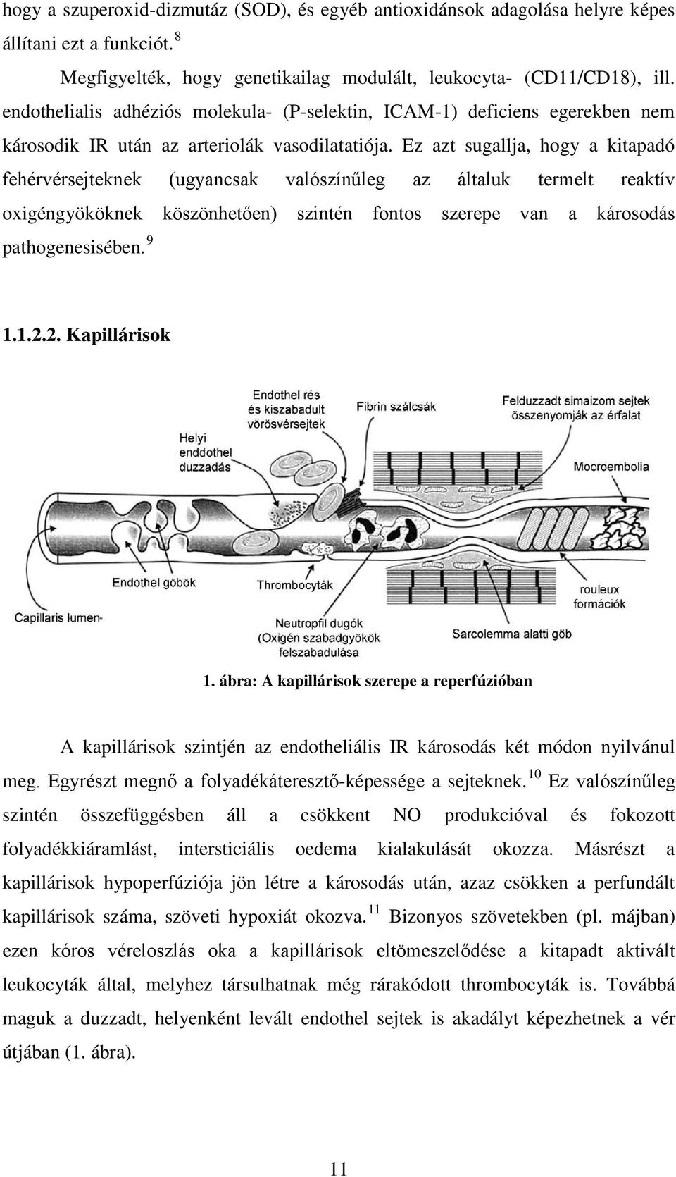 Ez azt sugallja, hogy a kitapadó fehérvérsejteknek (ugyancsak valószínűleg az általuk termelt reaktív oxigéngyököknek köszönhetően) szintén fontos szerepe van a károsodás pathogenesisében. 9 1.1.2.