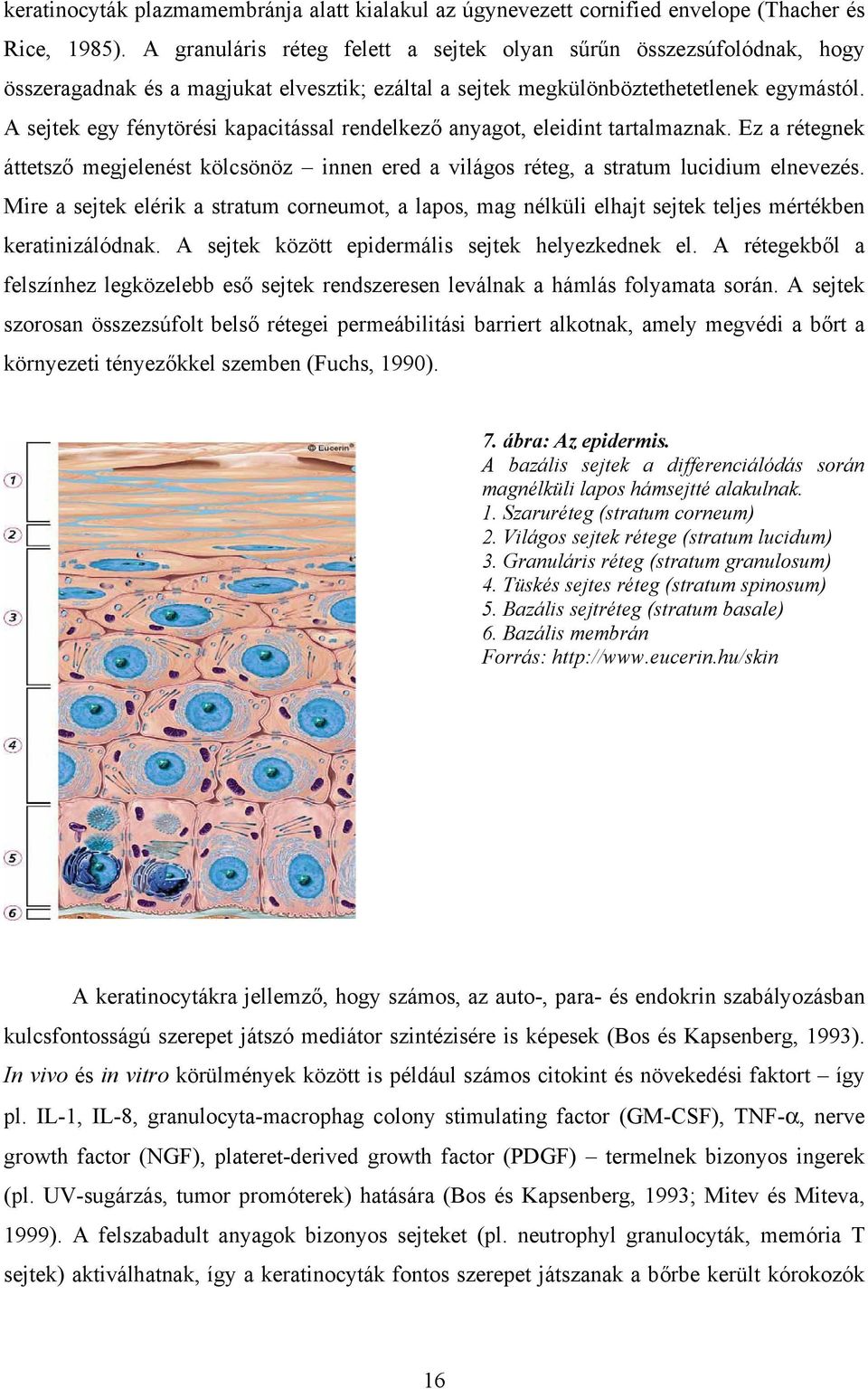 A sejtek egy fénytörési kapacitással rendelkező anyagot, eleidint tartalmaznak. Ez a rétegnek áttetsző megjelenést kölcsönöz innen ered a világos réteg, a stratum lucidium elnevezés.