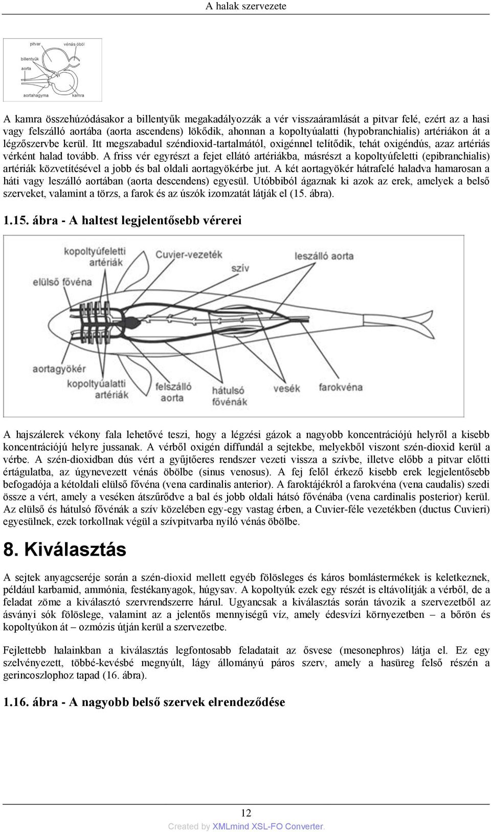 A friss vér egyrészt a fejet ellátó artériákba, másrészt a kopoltyúfeletti (epibranchialis) artériák közvetítésével a jobb és bal oldali aortagyökérbe jut.