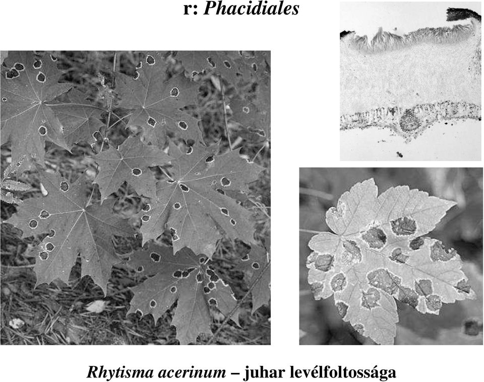 Rhytisma