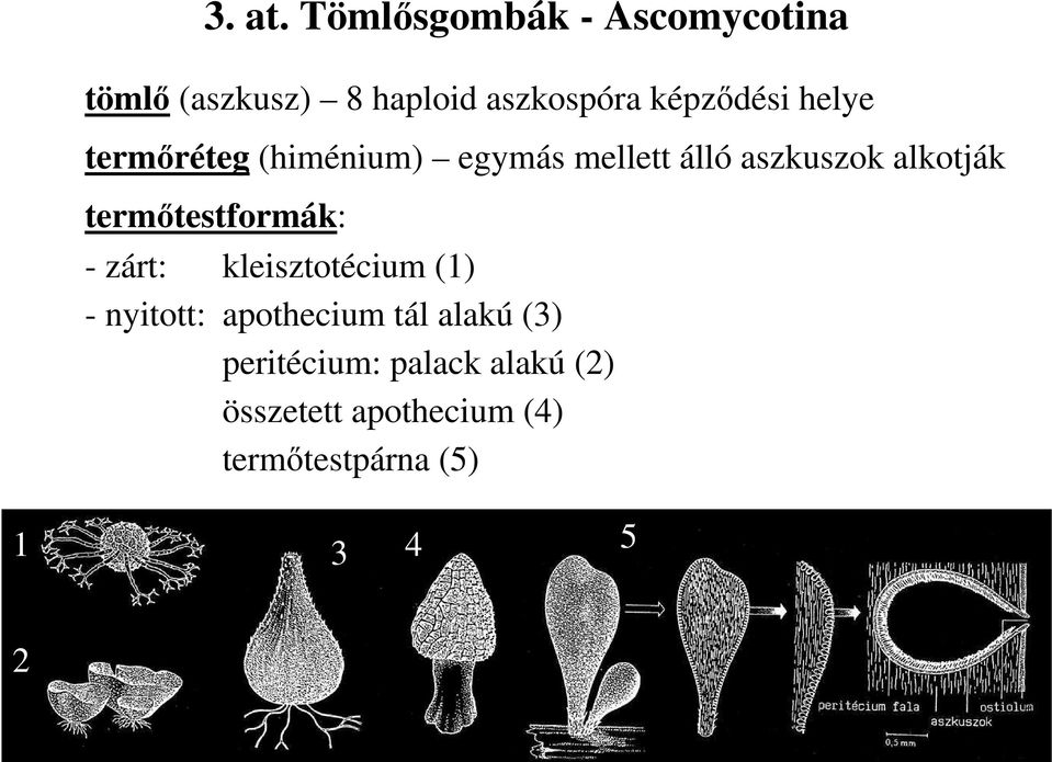helye termıréteg (himénium) egymás mellett álló aszkuszok alkotják