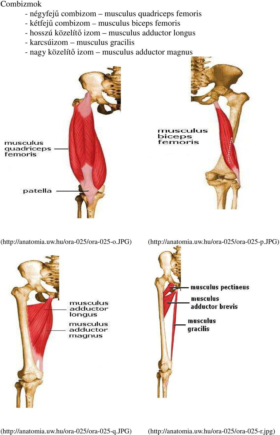 musculus adductor magnus (http://anatomia.uw.hu/ora-025/ora-025-o.jpg) (http://anatomia.uw.hu/ora-025/ora-025-p.