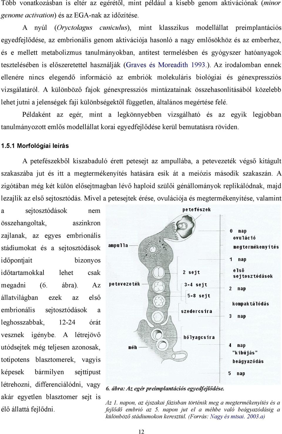 tanulmányokban, antitest termelésben és gyógyszer hatóanyagok tesztelésében is előszeretettel használják (Graves és Moreadith 1993.).