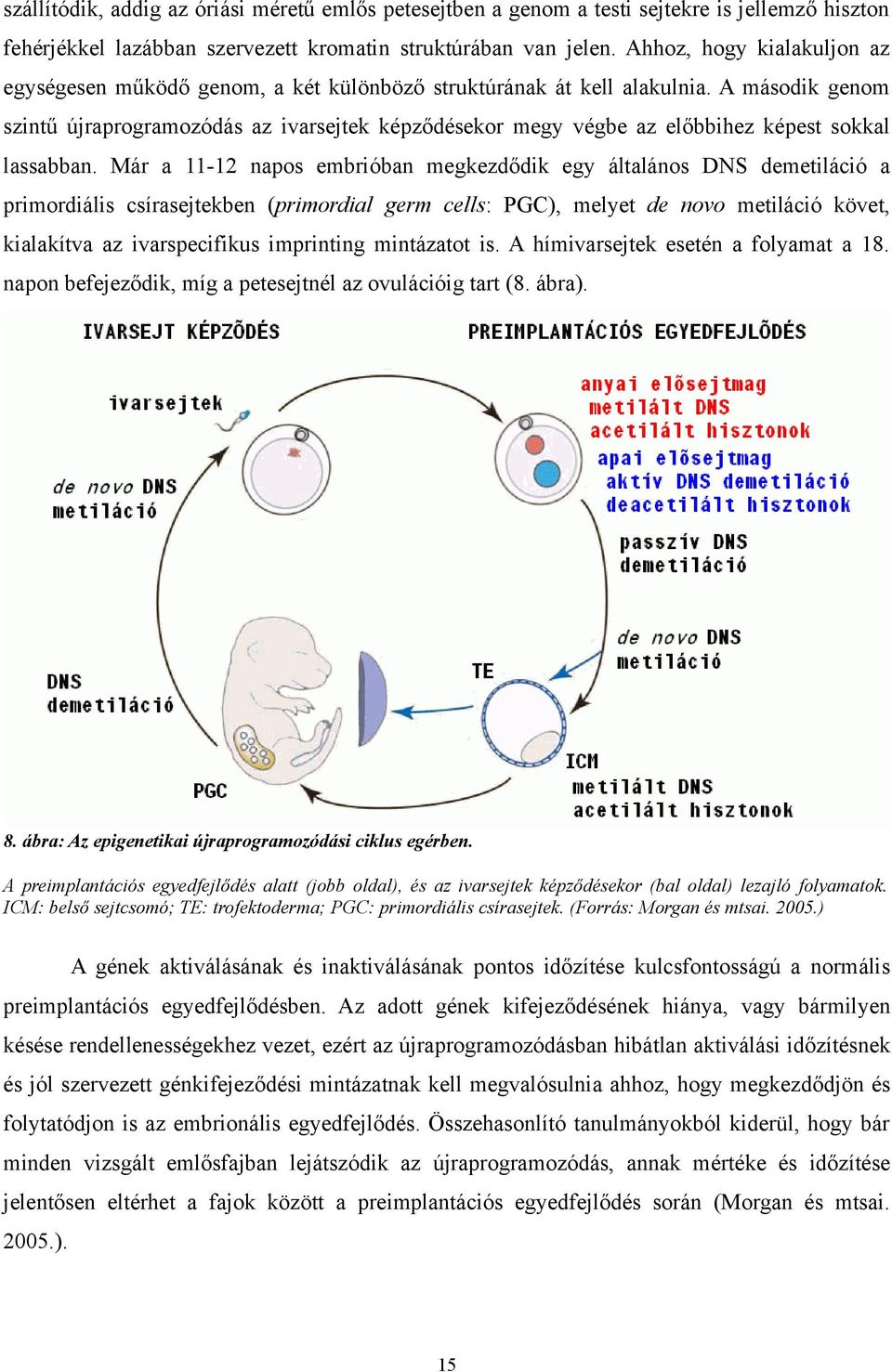 A második genom szintű újraprogramozódás az ivarsejtek képződésekor megy végbe az előbbihez képest sokkal lassabban.