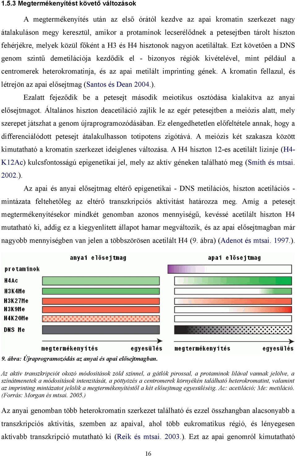 Ezt követően a DNS genom szintű demetilációja kezdődik el - bizonyos régiók kivételével, mint például a centromerek heterokromatinja, és az apai metilált imprinting gének.