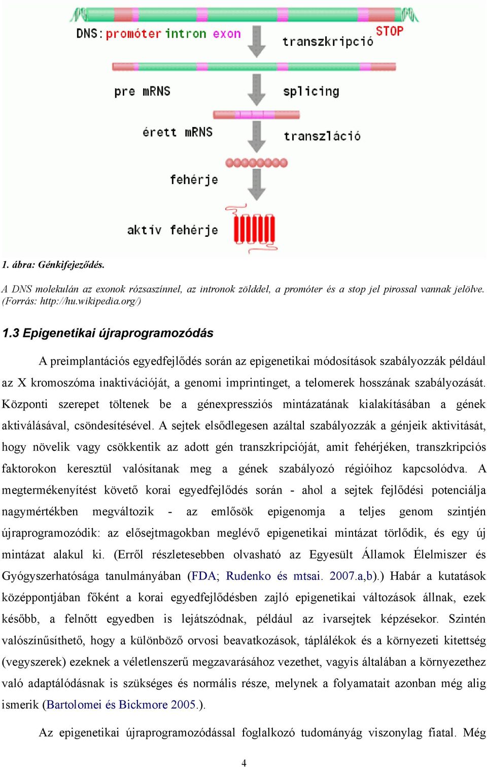 szabályozását. Központi szerepet töltenek be a génexpressziós mintázatának kialakításában a gének aktiválásával, csöndesítésével.