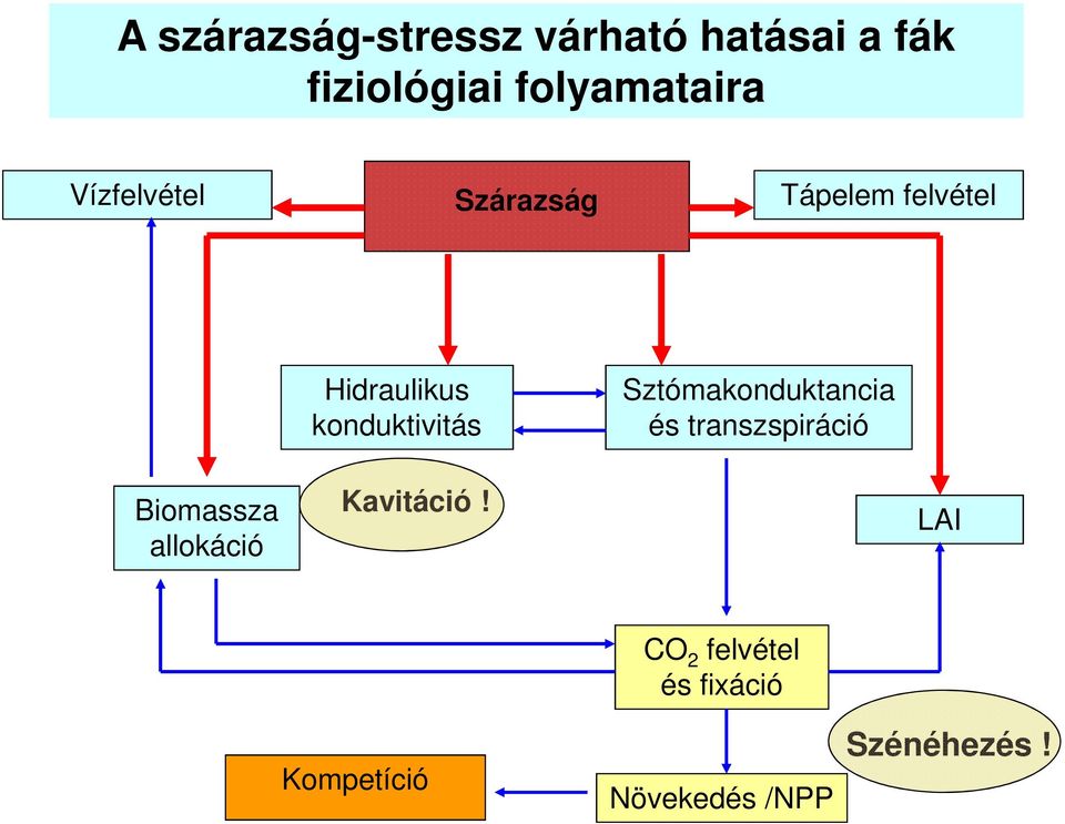 Hidraulikus konduktivitás Kavitáció!