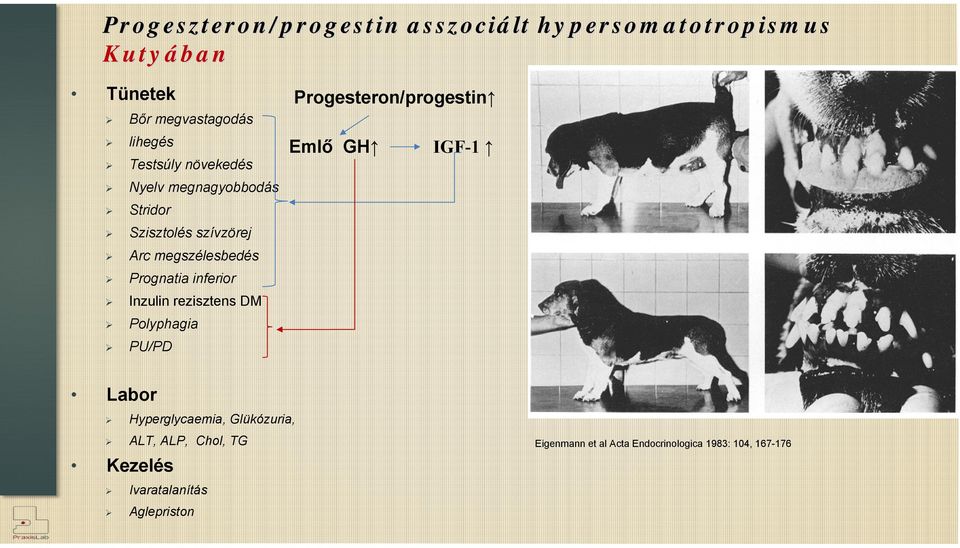 inferior Inzulin rezisztens DM Polyphagia PU/PD Progesteron/progestin Emlő GH IGF-1 Labor Hyperglycaemia,