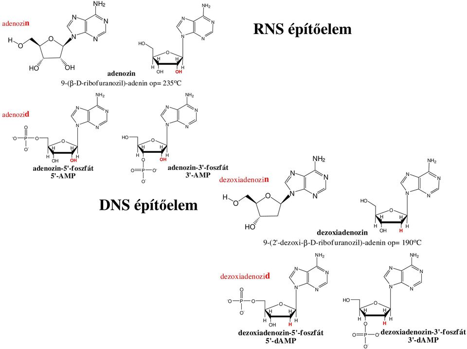 2 2 DS építőelem dezoxiadenozin 9-(2'-dezoxi-β-D-ribofuranozil)-adenin op= 190 o 2