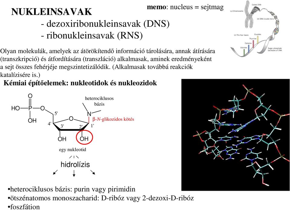 megszintetizálódik. (Alkalmasak továbbá reakciók katalízisére is.