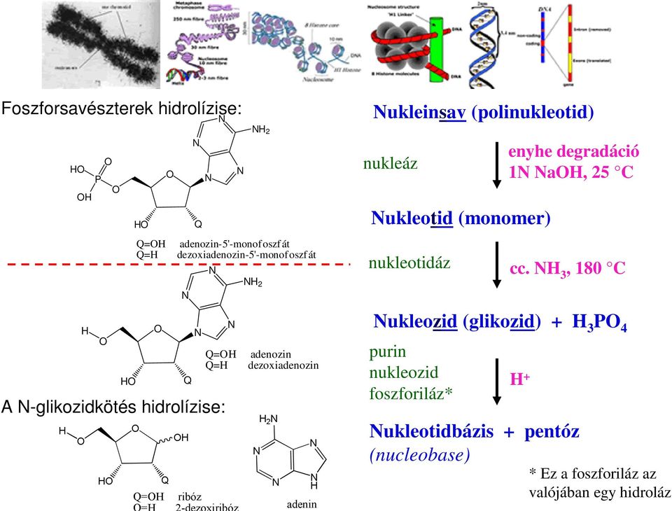 3, 180 Q= Q= Q A -glikozidkötés hidrolízise: adenozin dezoxiadenozin ukleozid (glikozid) + 3 4 purin