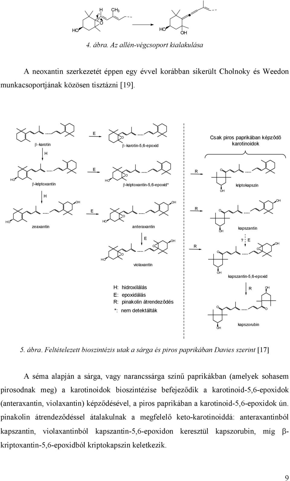 violaxantin R? E kapszantin-5,6-epoxid H: hidroxilálás E: epoxidálás R: pinakolin átrendezôdés *: nem detektálták R kapszorubin 5. ábra.