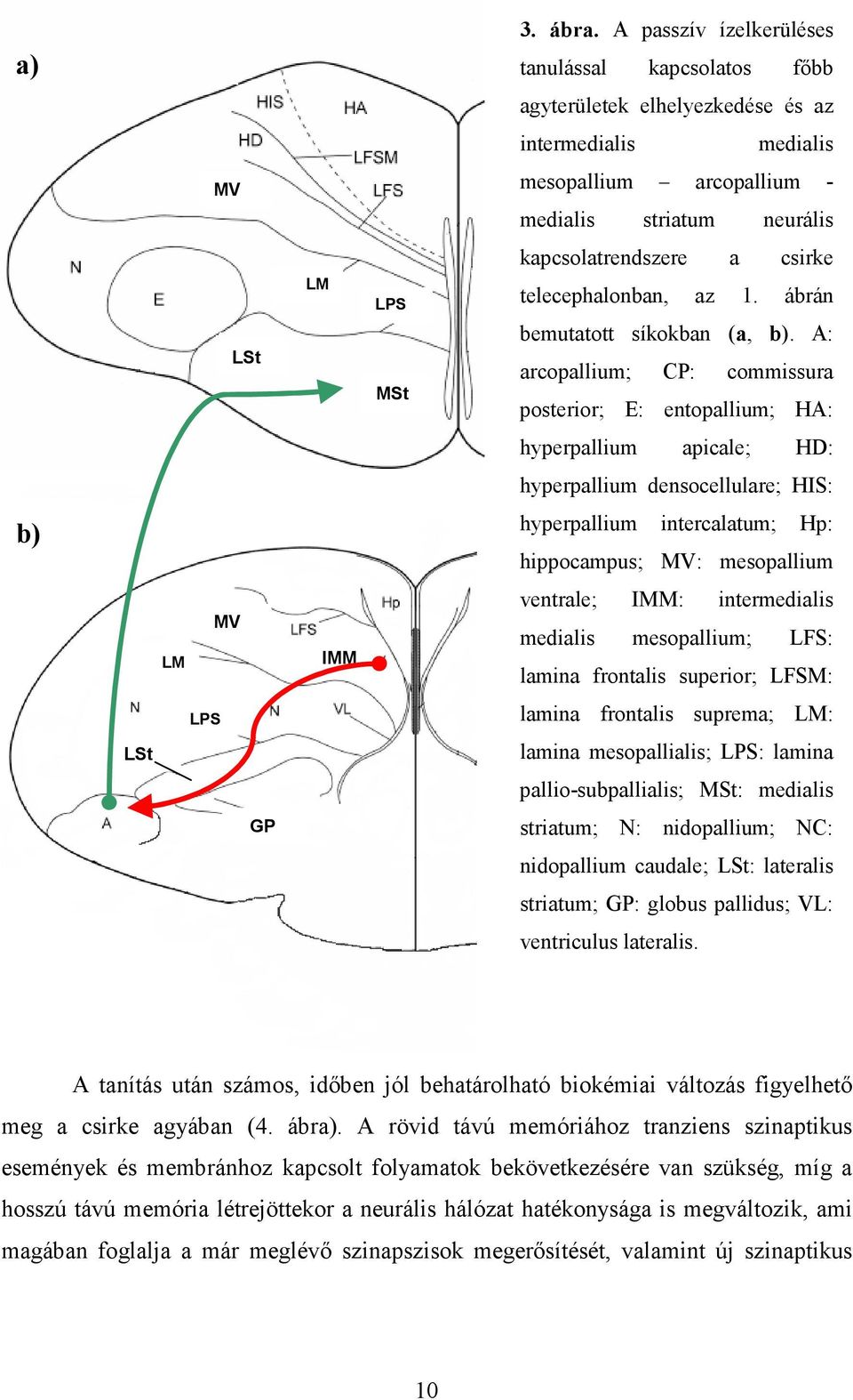 a csirke telecephalonban, az 1. ábrán bemutatott síkokban (a, b).