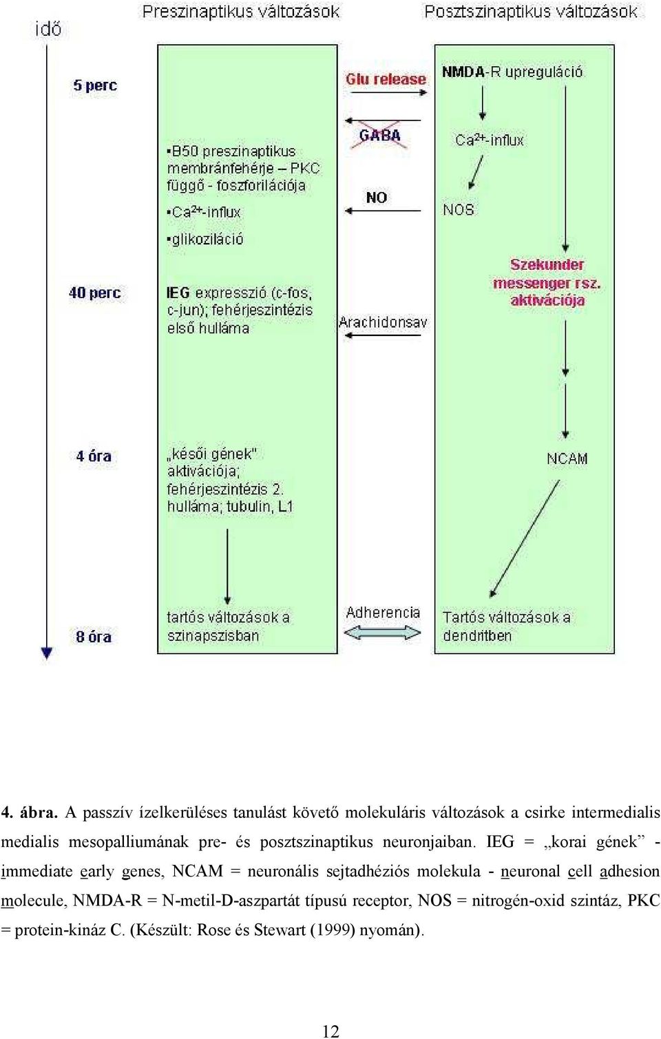 mesopalliumának pre- és posztszinaptikus neuronjaiban.