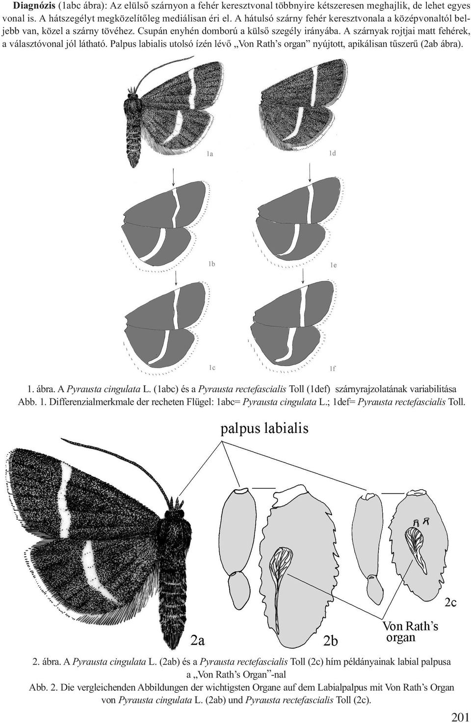Palpus labialis utolsó ízén lévő Von Rath s organ nyújtott, apikálisan tűszerű (2ab ábra). 1. ábra. A Pyrausta cingulata L.