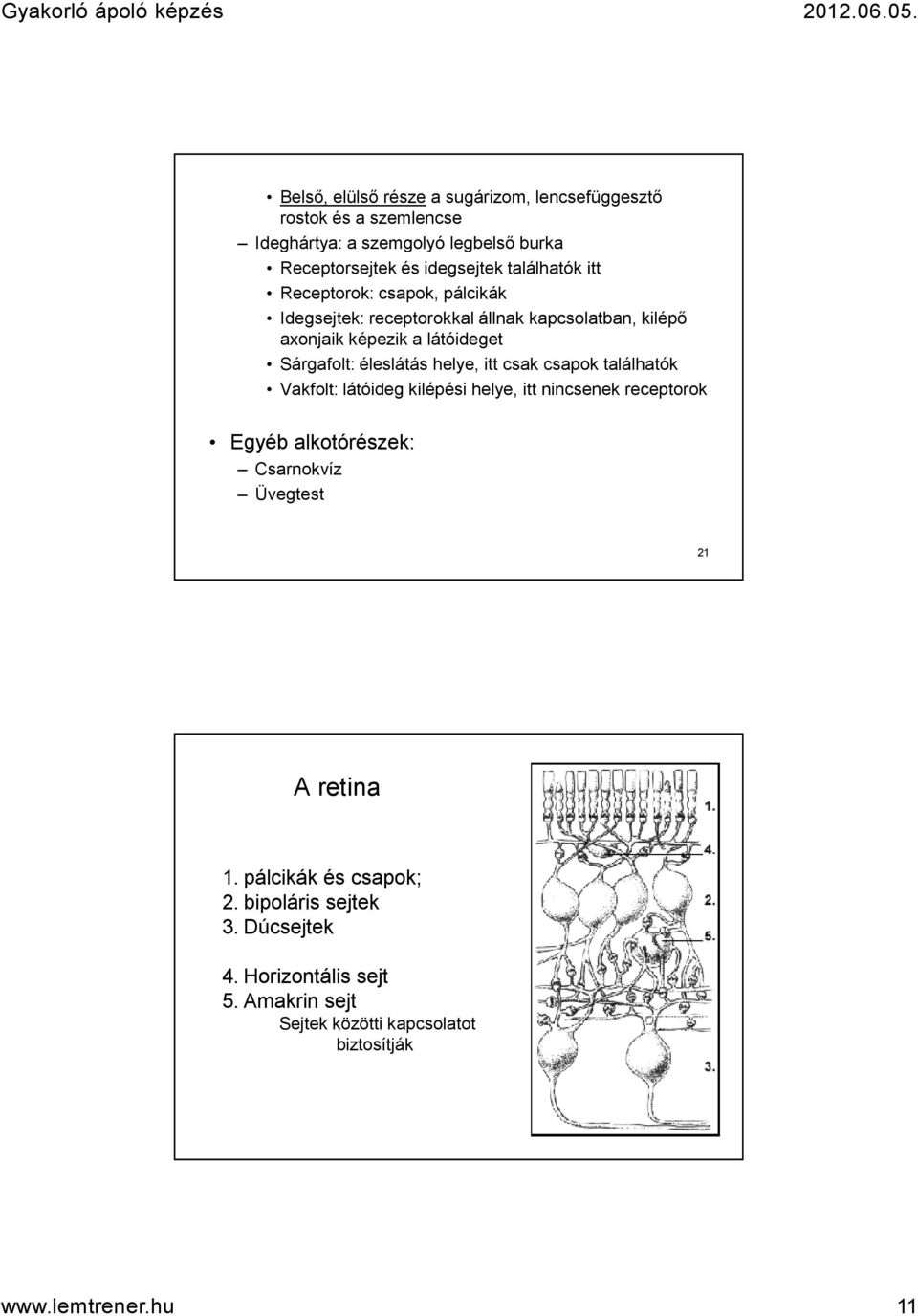 éleslátás helye, itt csak csapok találhatók Vakfolt: látóideg kilépési helye, itt nincsenek receptorok Egyéb alkotórészek: Csarnokvíz Üvegtest 21