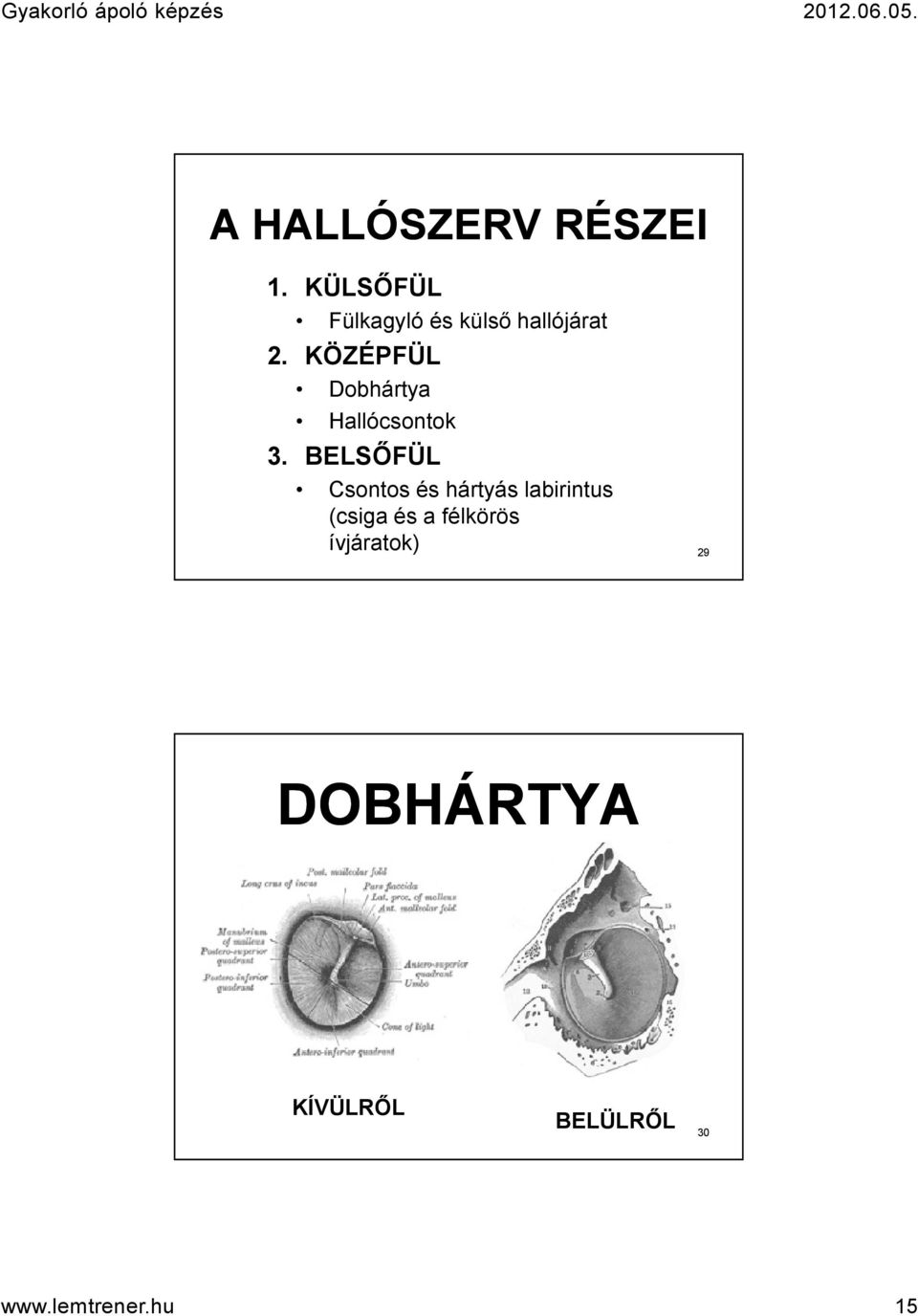 KÖZÉPFÜL Dobhártya Hallócsontok 3.