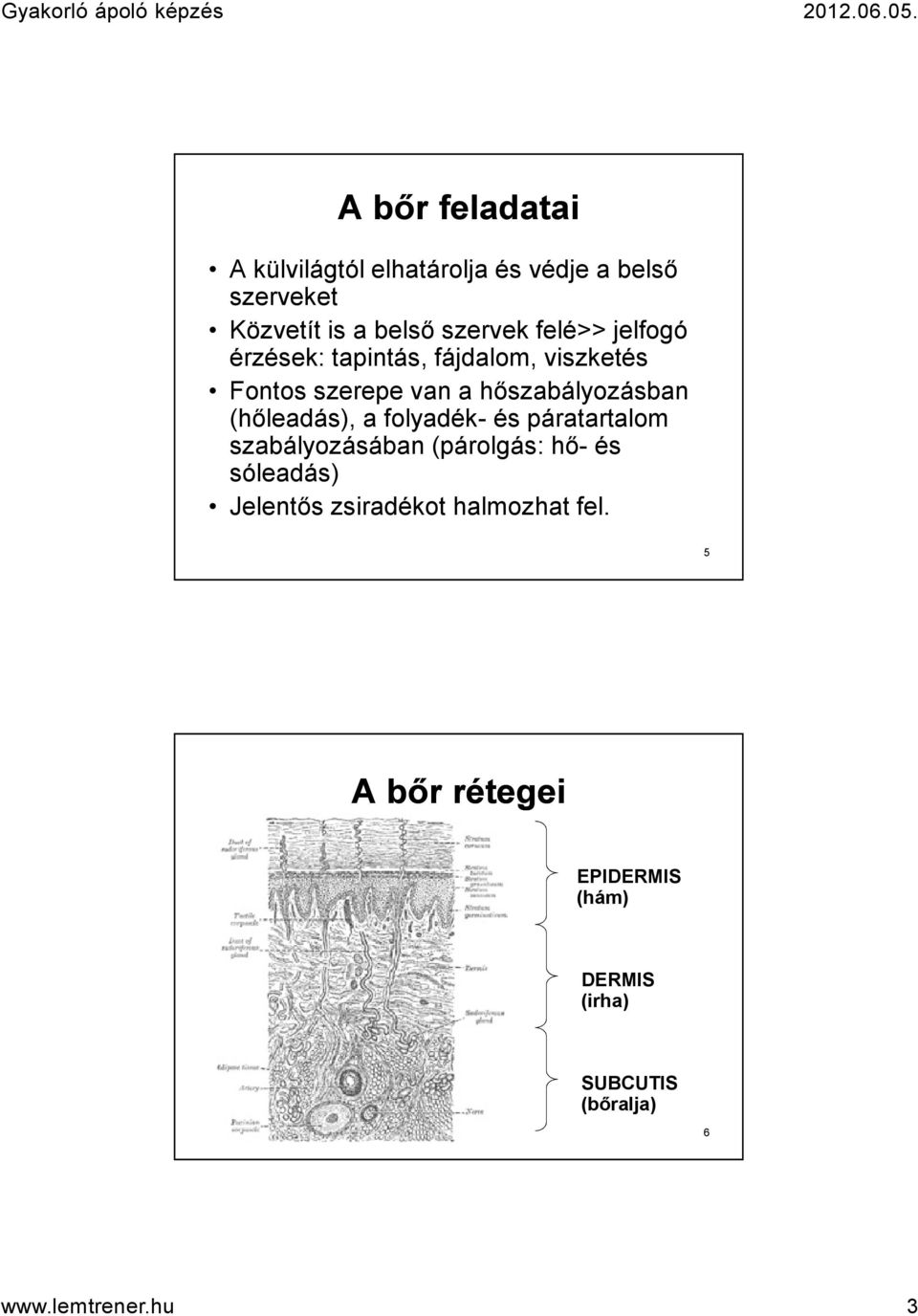 (hőleadás), a folyadék- és páratartalom szabályozásában (párolgás: hő- és sóleadás) Jelentős