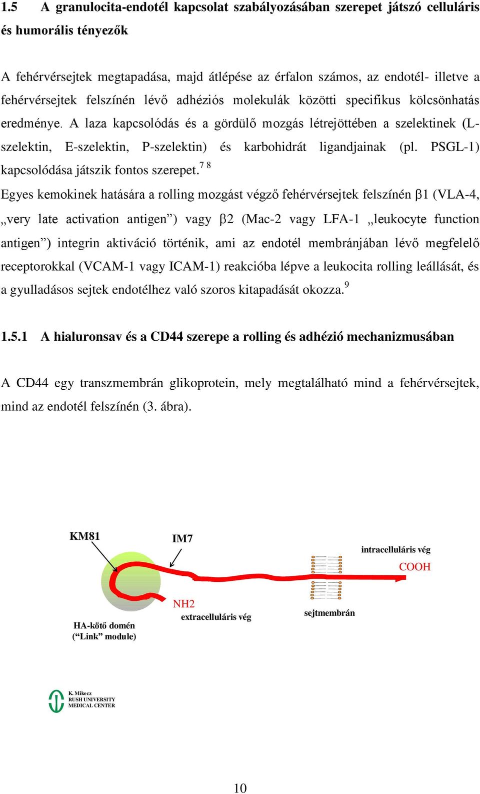 A laza kapcsolódás és a gördülő mozgás létrejöttében a szelektinek (Lszelektin, E-szelektin, P-szelektin) és karbohidrát ligandjainak (pl. PSGL-1) kapcsolódása játszik fontos szerepet.