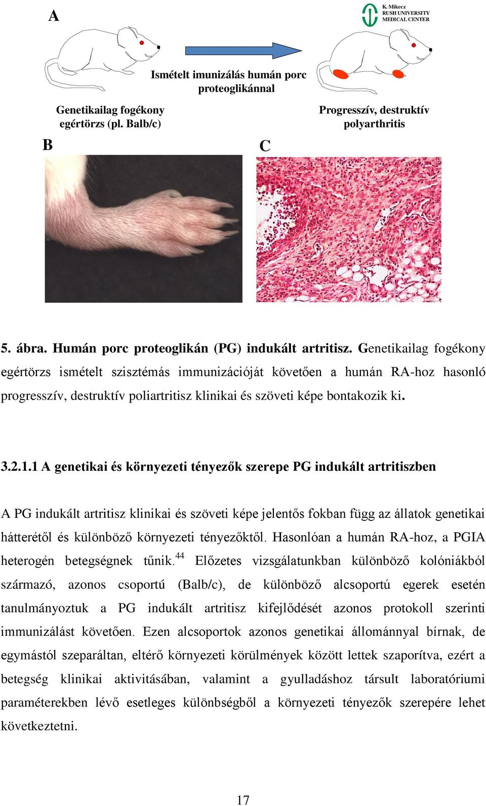 Genetikailag fogékony egértörzs ismételt szisztémás immunizációját követően a humán RA-hoz hasonló progresszív, destruktív poliartritisz klinikai és szöveti képe bontakozik ki. 3.2.1.